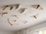 découvrez tout ce qu'il faut savoir sur les larves de mites au plafond, leur apparence, leur cycle de vie complet, et comment les identifier et les traiter efficacement.