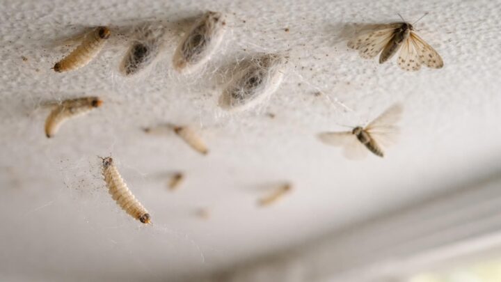 Guide sur les larves de mites au plafond et leur cycle de vie
